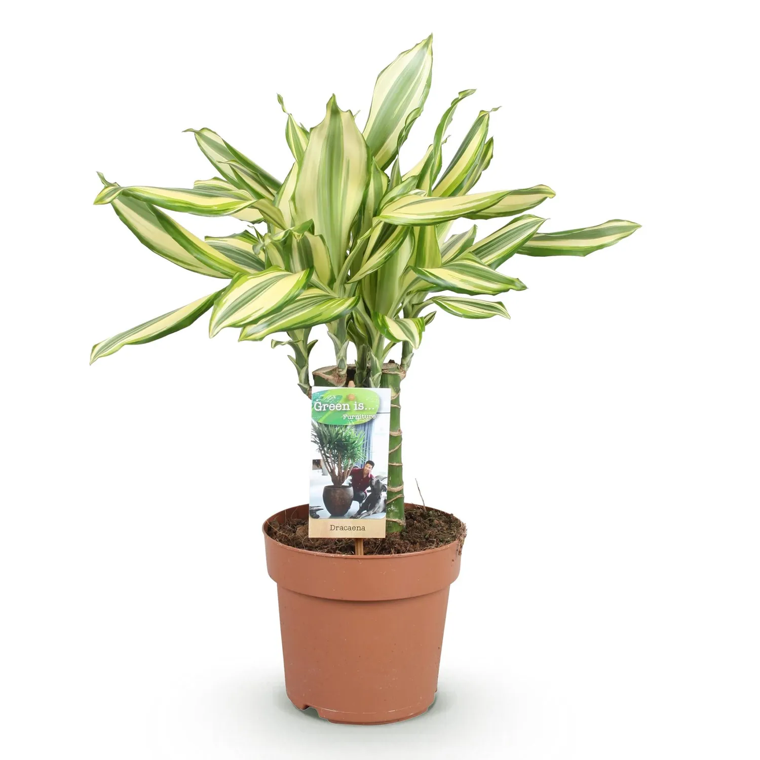 Plant and Stories Dracaena fragrans Diamond Dream pot 17cm 50-55cm