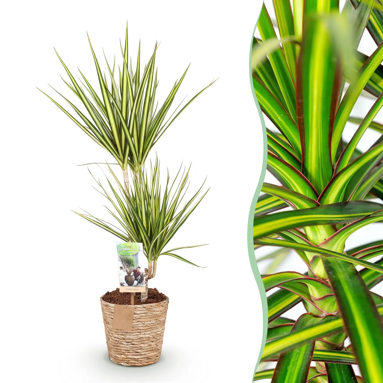 Plant and Stories Dracaena Sunray plante pot 17cm 70cm bord doré