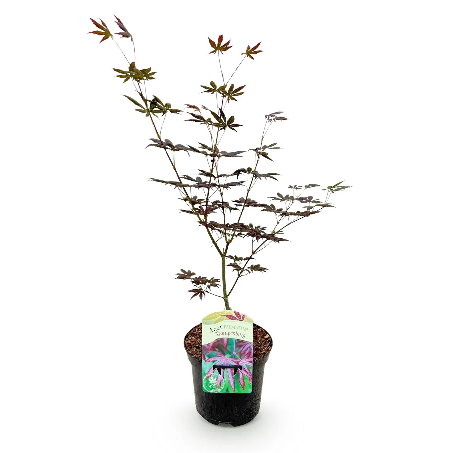 PLANT AND STORIES Érable Japon Trompenburg arbre pot 19 cm rustique