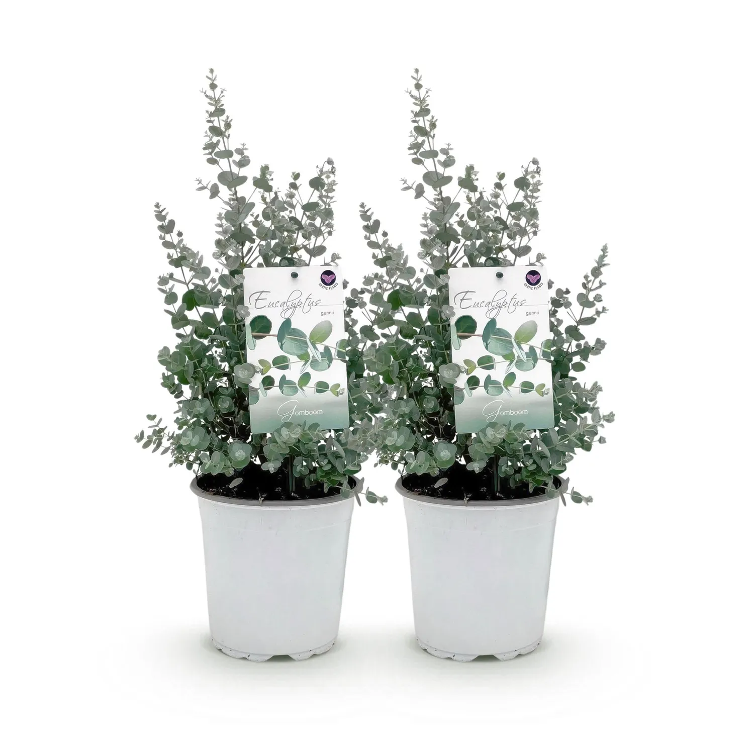 Plant and Stories eucalyptus Gunnii pot 17cm 2 plants bleu-vert