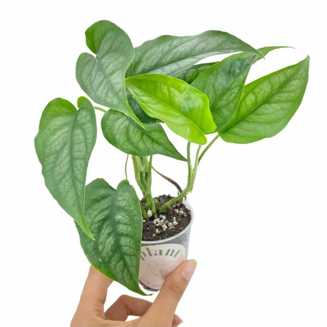 Plant and Stories Monstera Siltepecana plante intérieur pot 6 cm