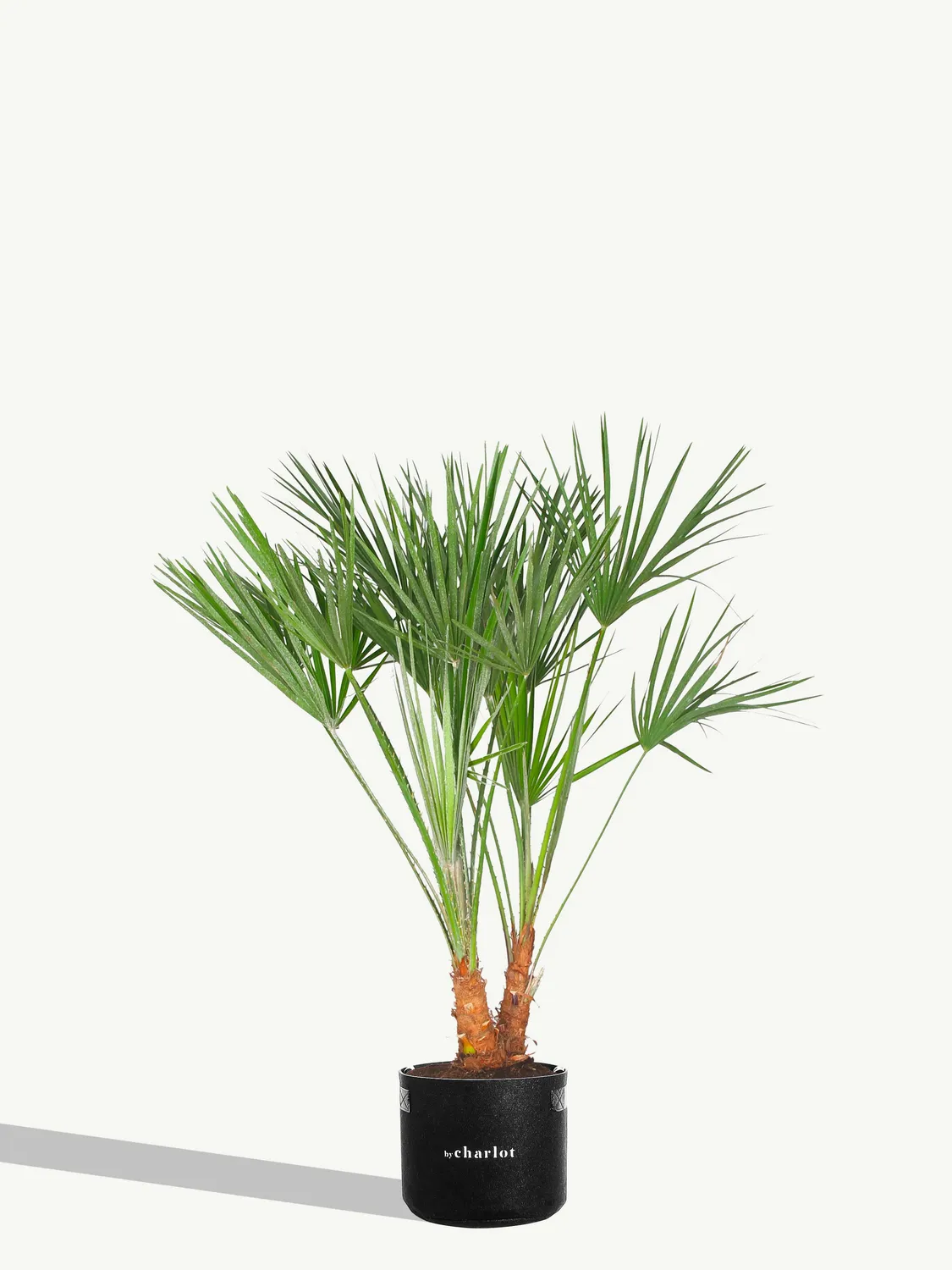 By Charlot La Cubaine Recharge Plante XL Palmier