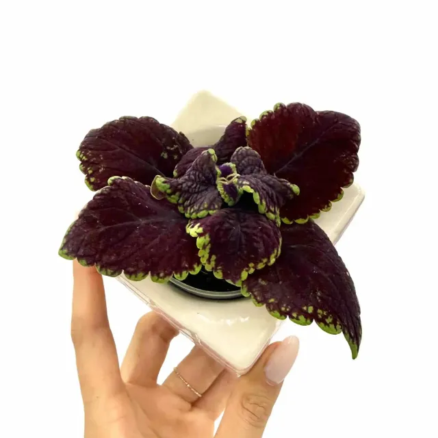 Plant and Stories Coleus Abbey Road coléus pot 6 cm pourpre