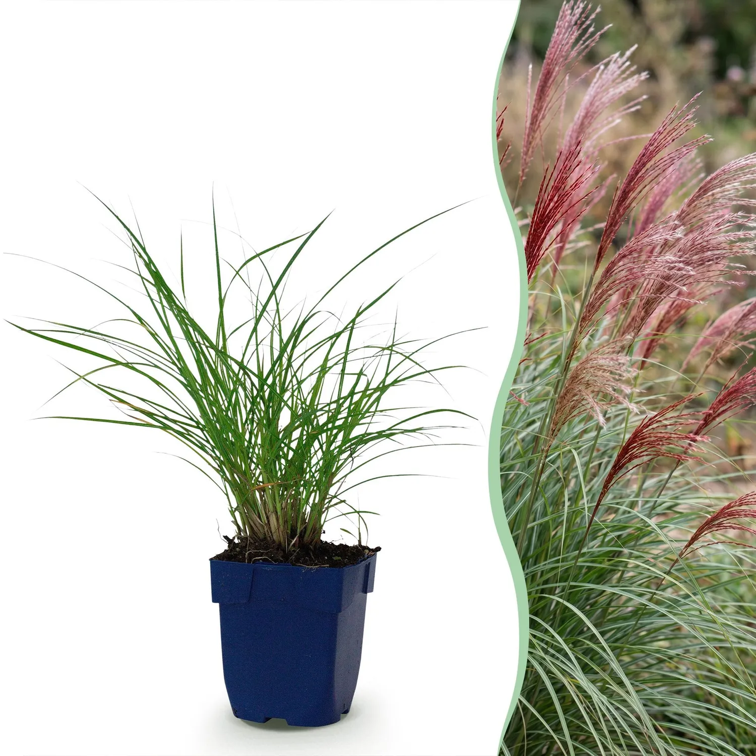 Plant and Stories Roseau de Chine Red Chief graminée 1 plant