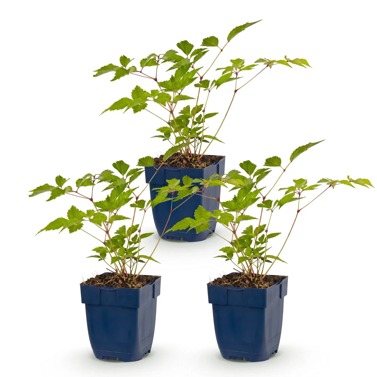 Plant and Stories Astilbe Europa vivace ombre pot 11 cm rose