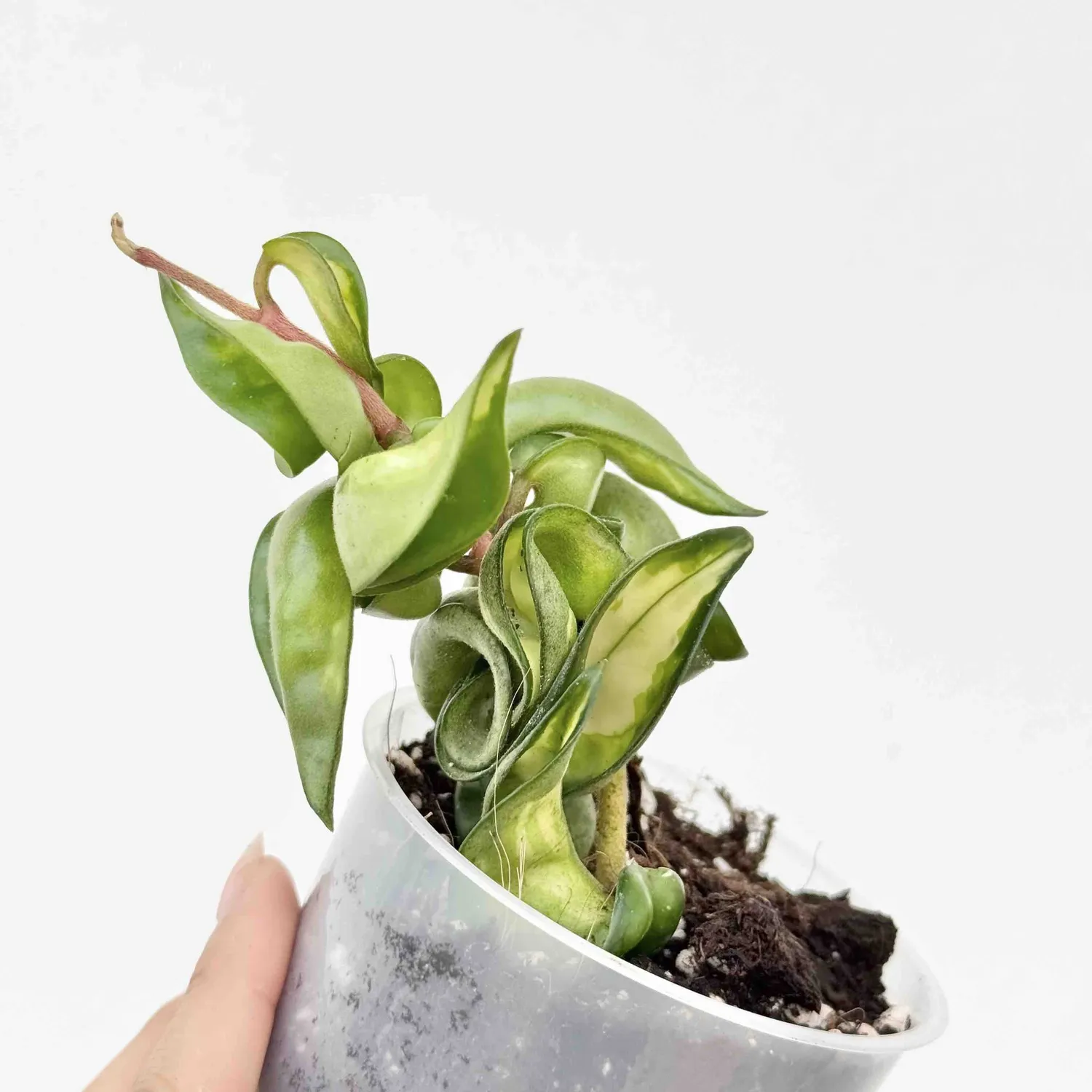 Plant and Stories Hoya Compacta Mauna Loa plante pot 6cm
