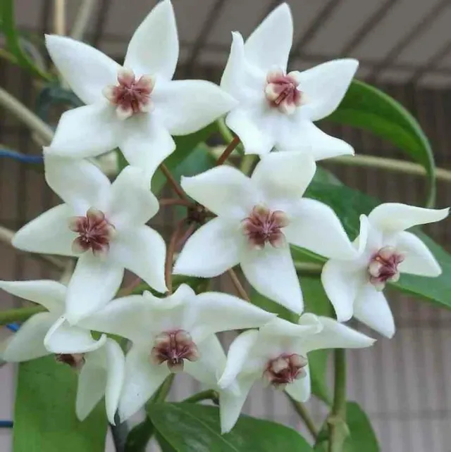 Plant and Stories Paziae hoya plante pot 10,5 cm velours
