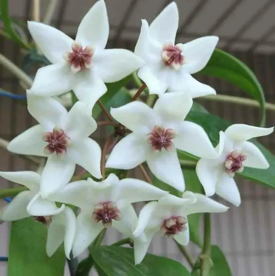 Plant and Stories Paziae hoya plante pot 10,5 cm velours