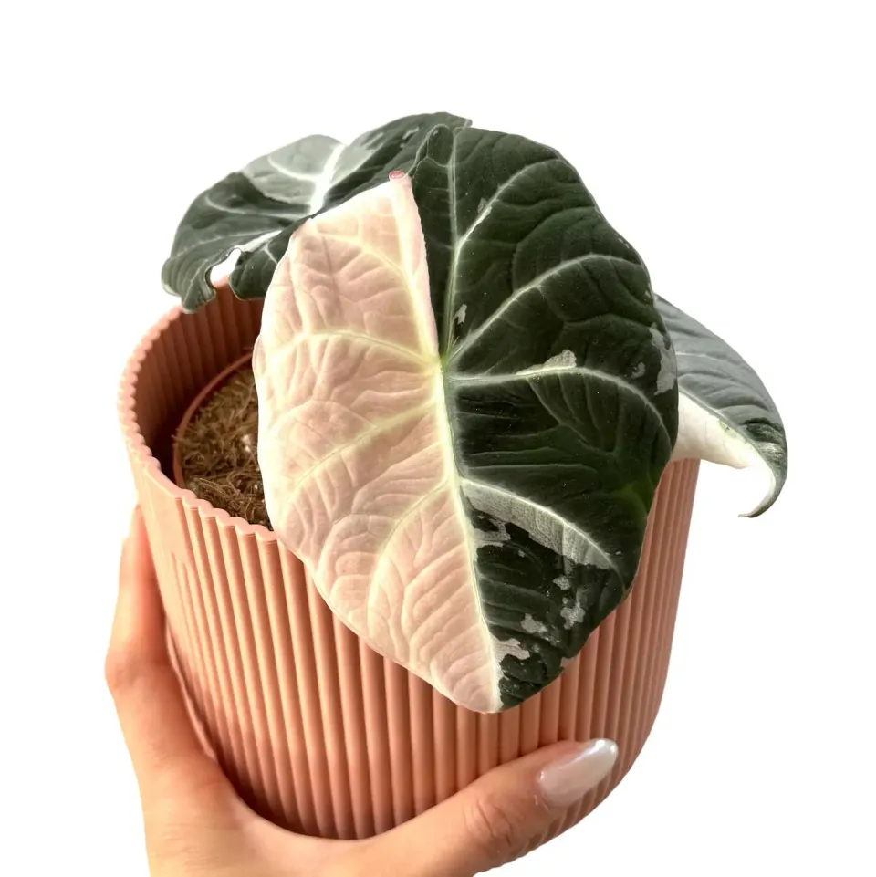 Plant and Stories Black Velvet Pink Variegata alocasia pot 6 cm