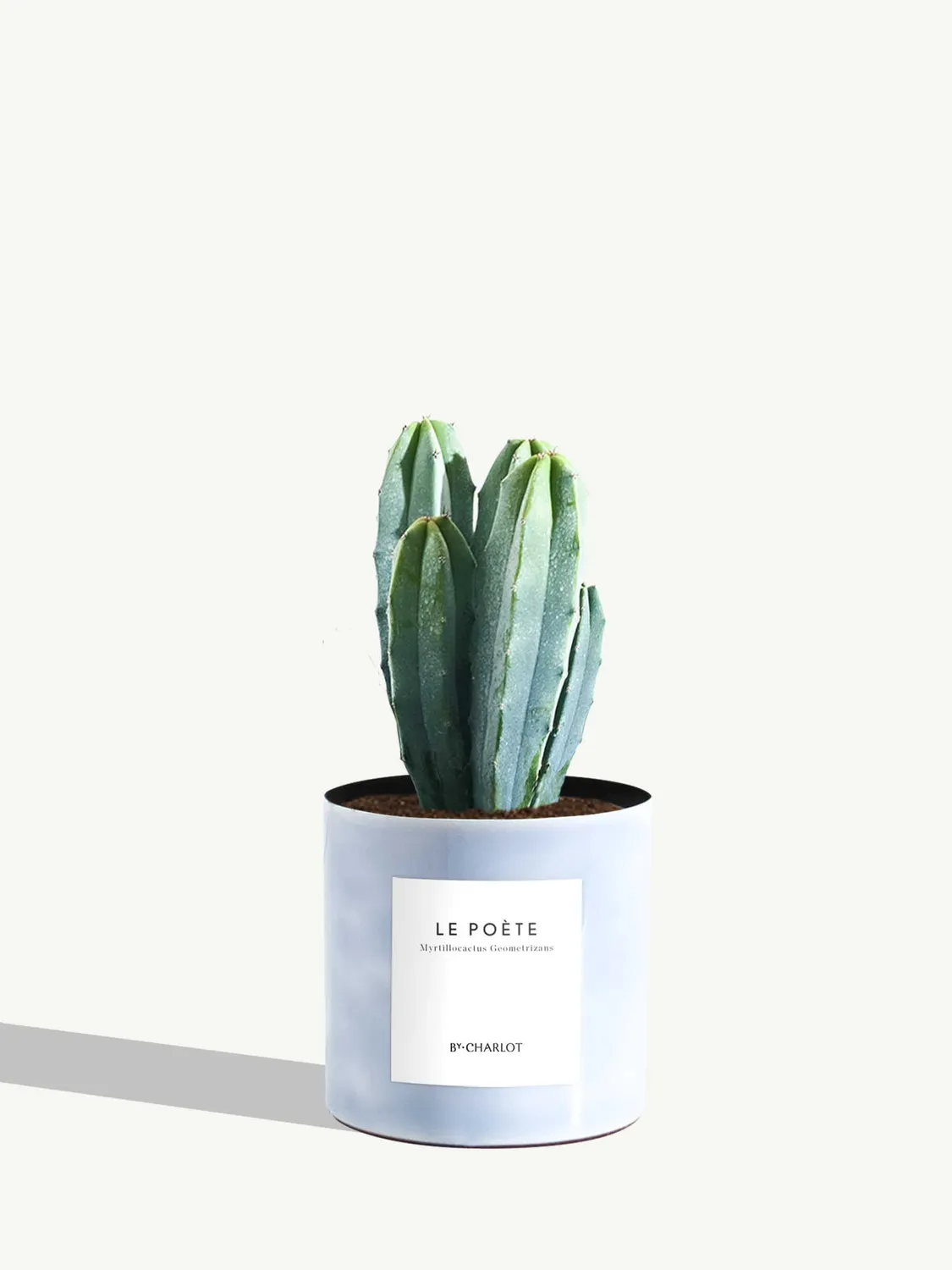 By Charlot Le Poète cactus myrtillocactus pot 10 cm