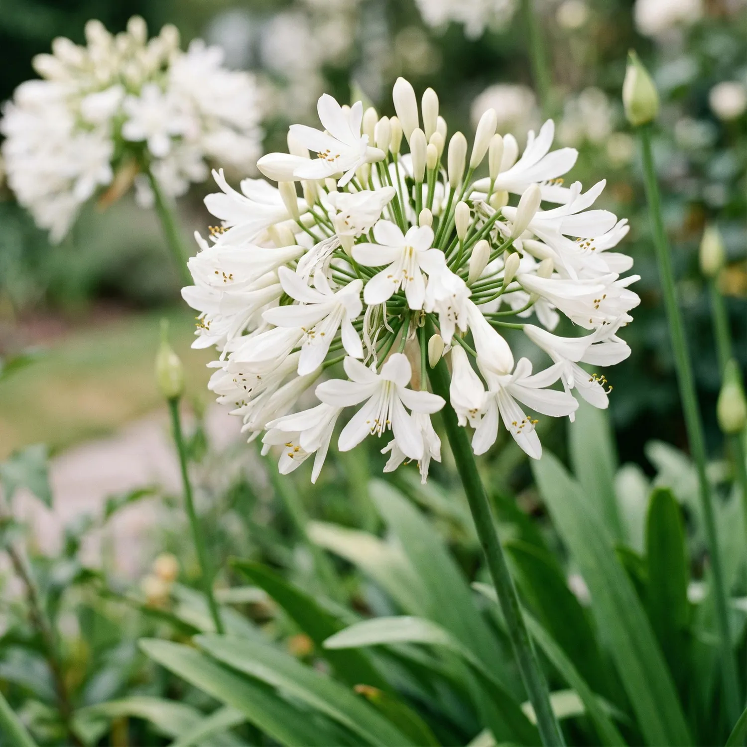 Plant and Stories Agapanthe Albus vivace 1 plant blanche