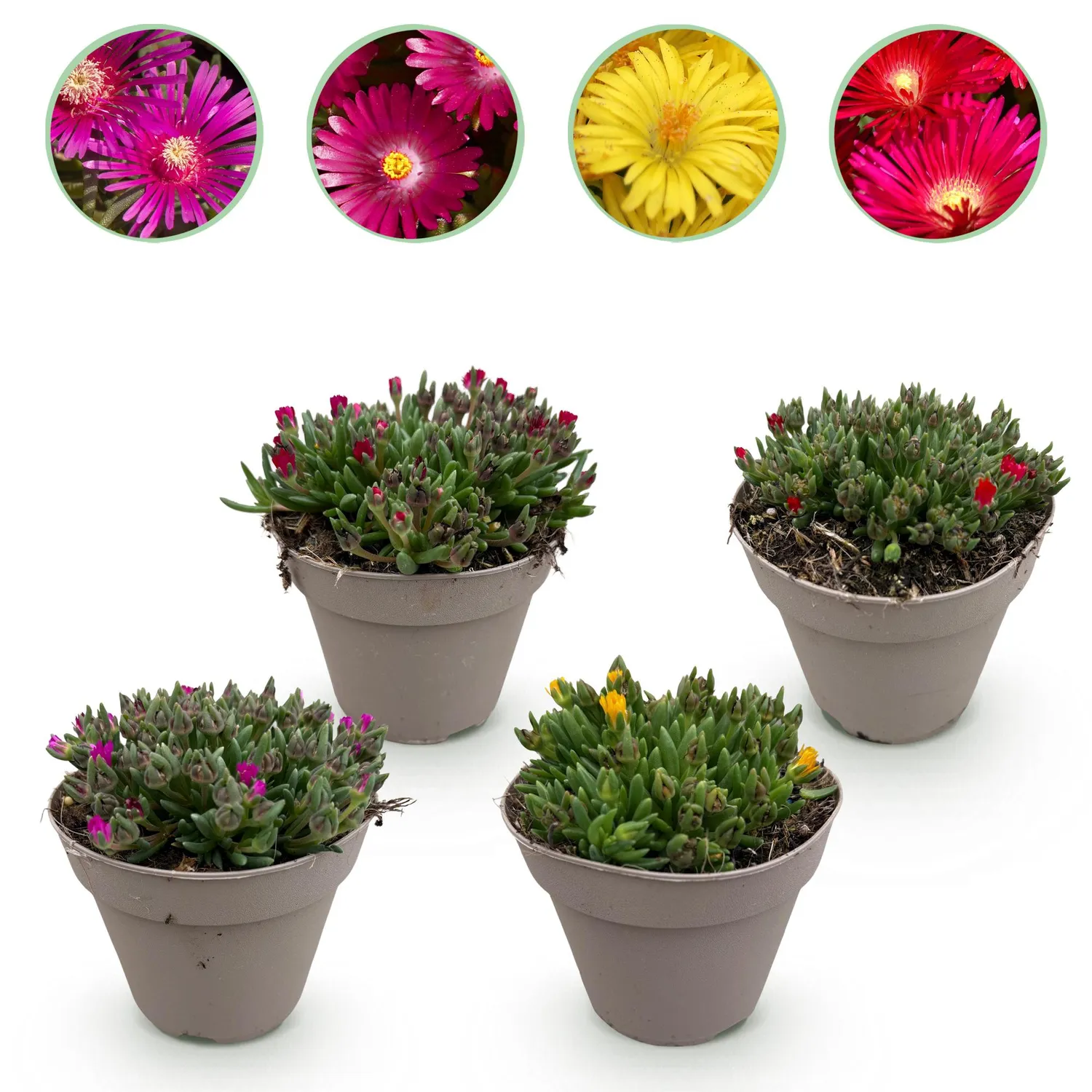 Plant and Stories Delosperma pourpier vivace couvre-sol 4 plants plein soleil