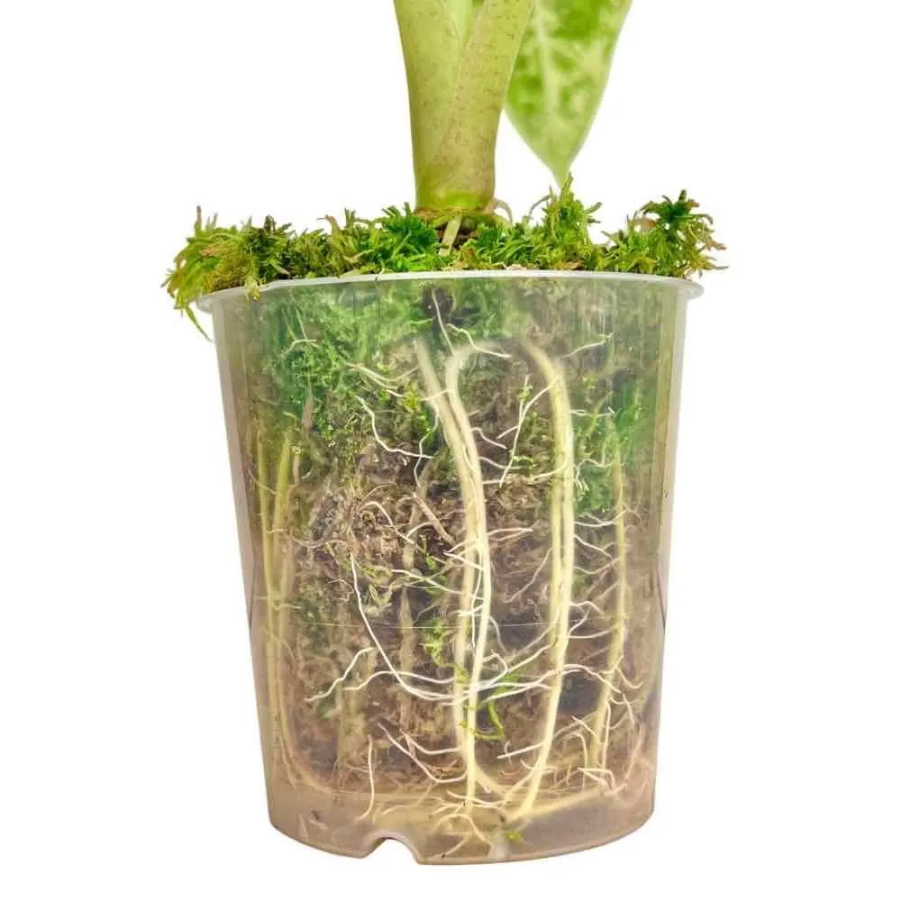 Plant and Stories sphaigne vivante mousse substrat naturel