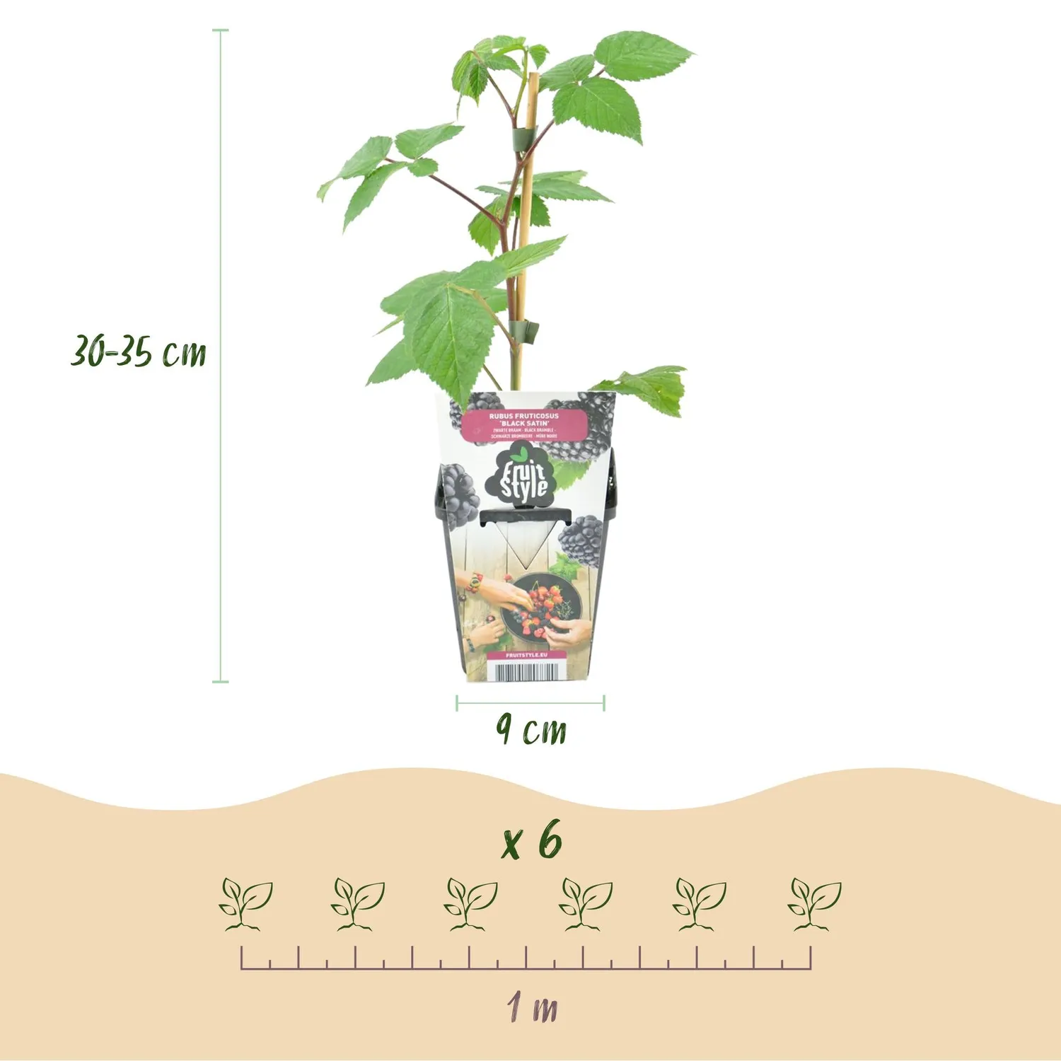 Plant and Stories Black Satin mûrier sans épines 3 plants pot 9 cm