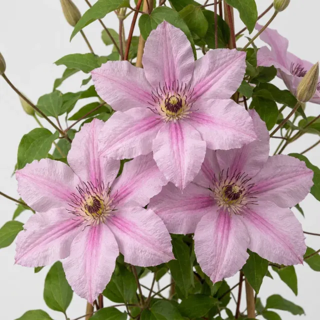 Plant and Stories Clématite Hagley Hybrid grimpante 4 plants rose