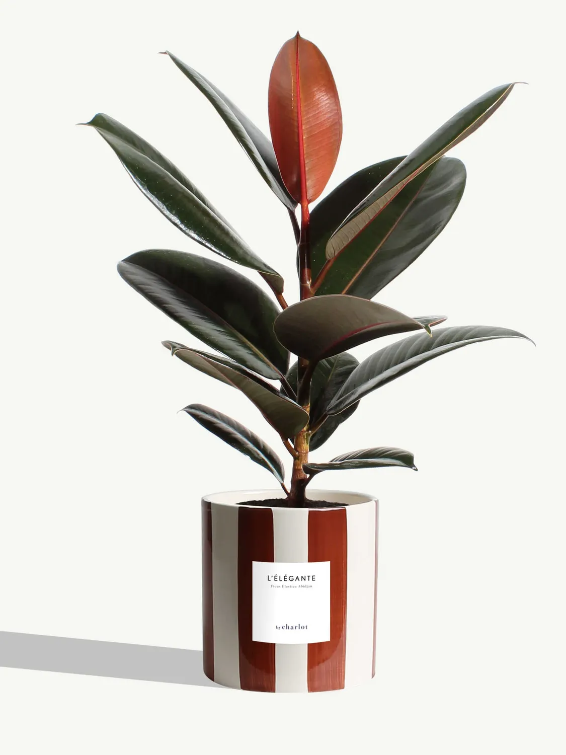 By Charlot L'Élégante plante pot M ficus abidjan
