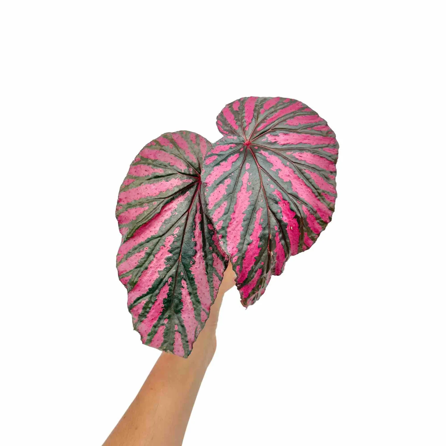 Plant and Stories Begonia Brevirimosa plante pot 8 cm feuillage irisé