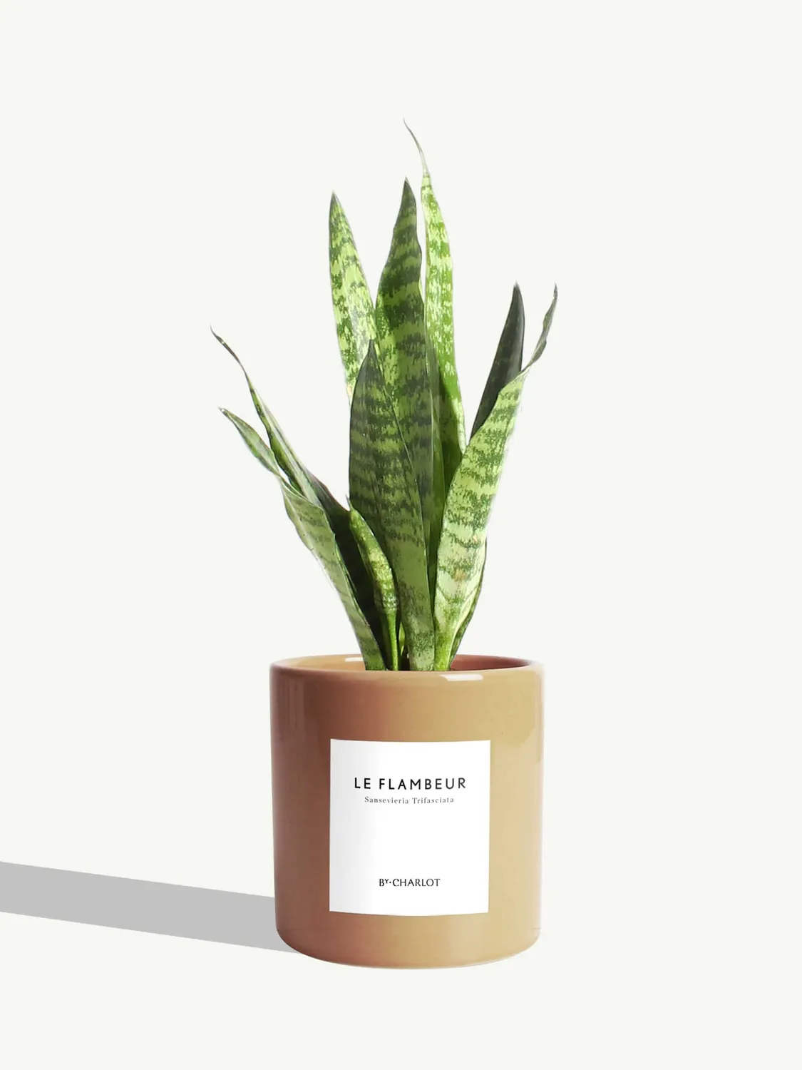 By Charlot Le Flambeur plante verte sansevieria S