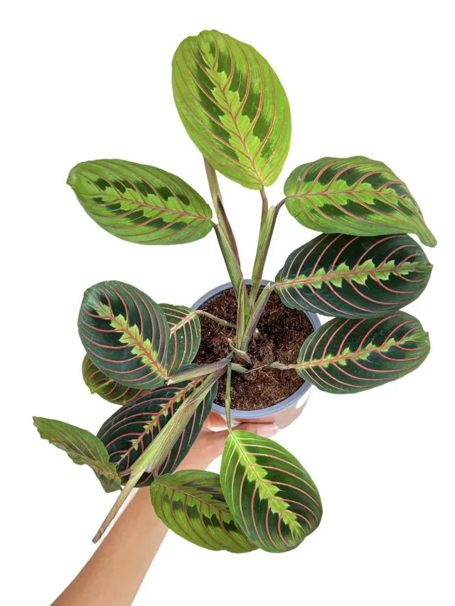 Plant and Stories Maranta Fascinator plante 6 cm tricolore