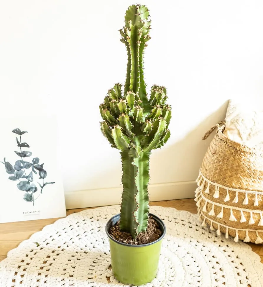 Réconciliation Végétale Léon cactus Euphorbe plante succulente facile