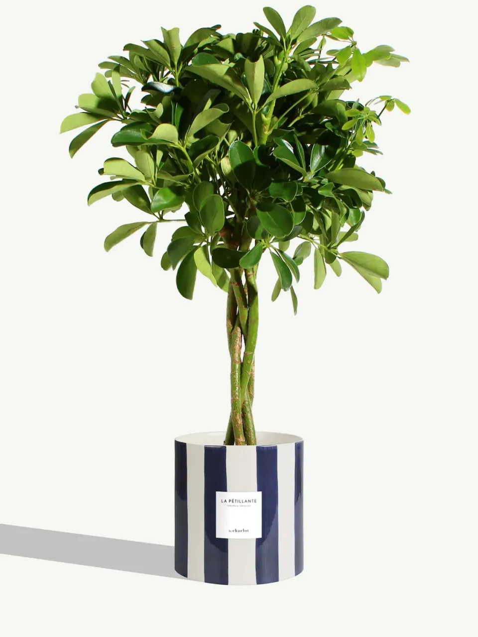 By Charlot La Pétillante schefflera plante pot 18 cm