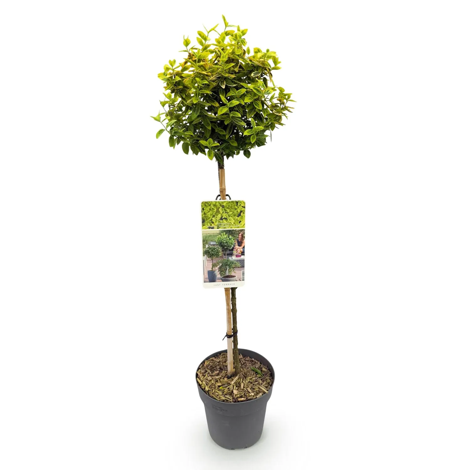 Plant and Stories Fusain Emerald Gold sur tige pot 19 cm 90 cm