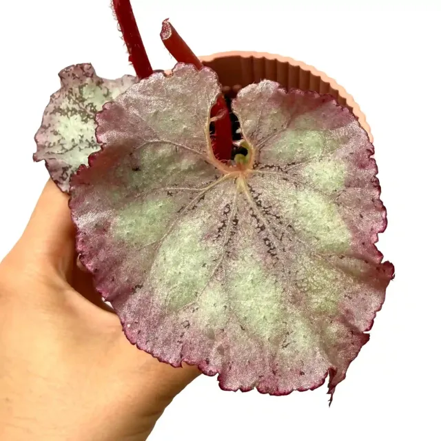 Plant and Stories Begonia Pink Panther plante pot 8 cm rose