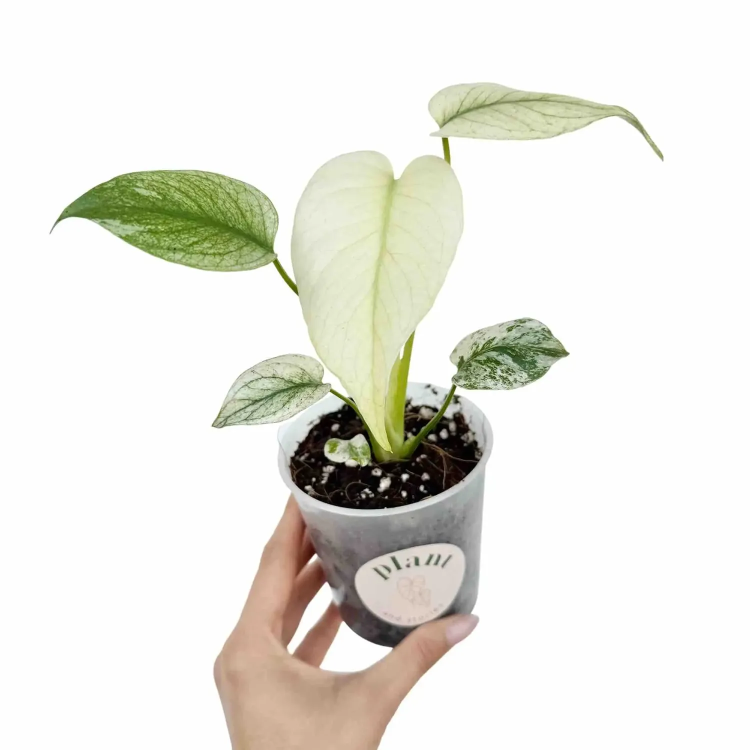 Plant and Stories Monstera Deliciosa Mint plante pot 9 cm panachée