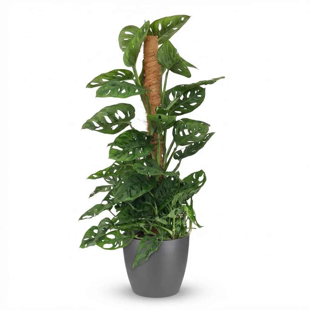 Plant and Stories Monstera Adansonii Monkey Mask plante 90cm tuteur coco