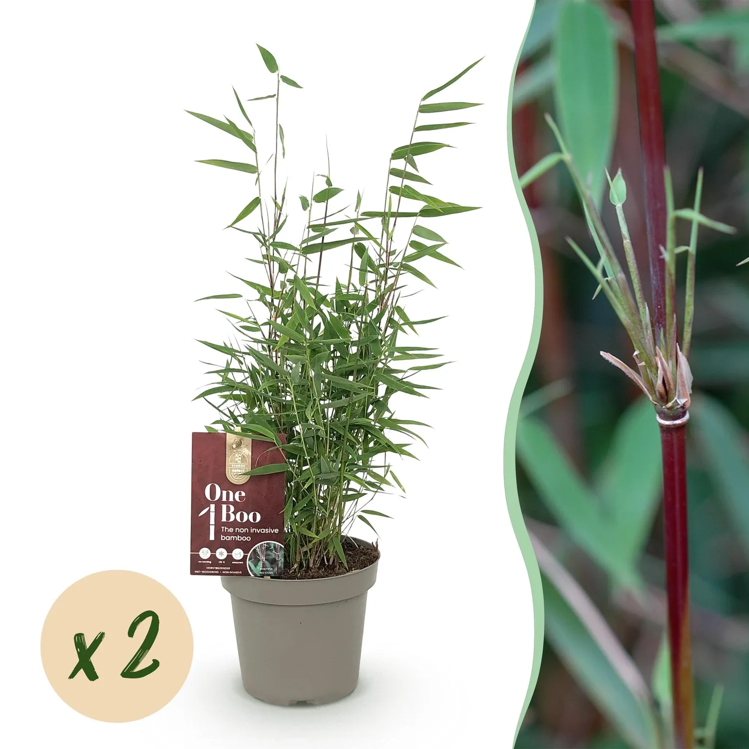 Plant and Stories Red Dragon bambou Fargesia pot 14cm 2 plants