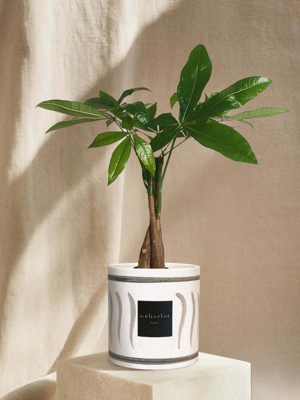 By Charlot L'Aviateur plante céramique INI olive