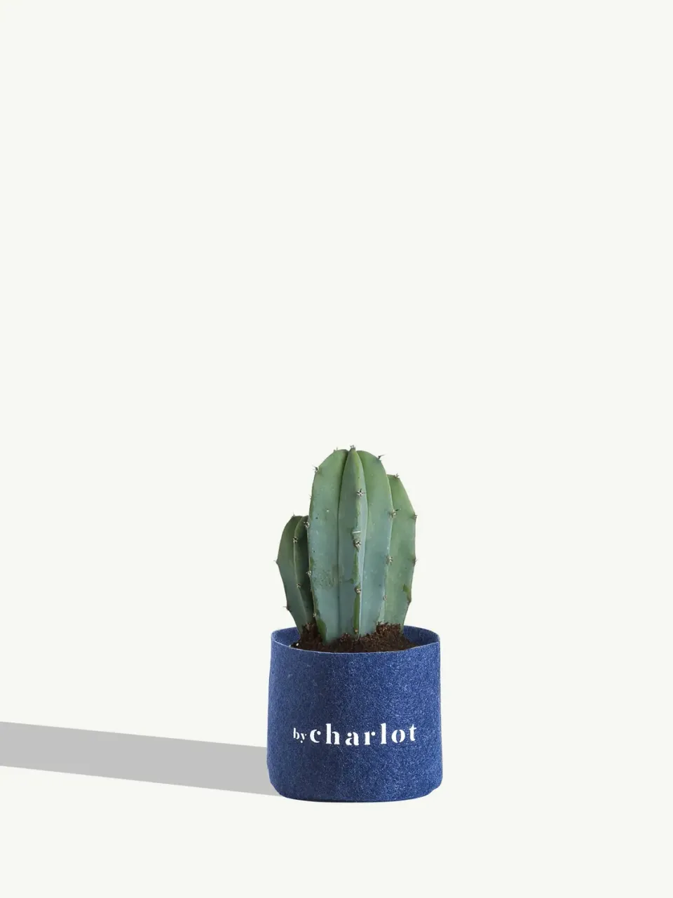 By Charlot Le Poète cactus XS Myrtillocactus 8-10 cm