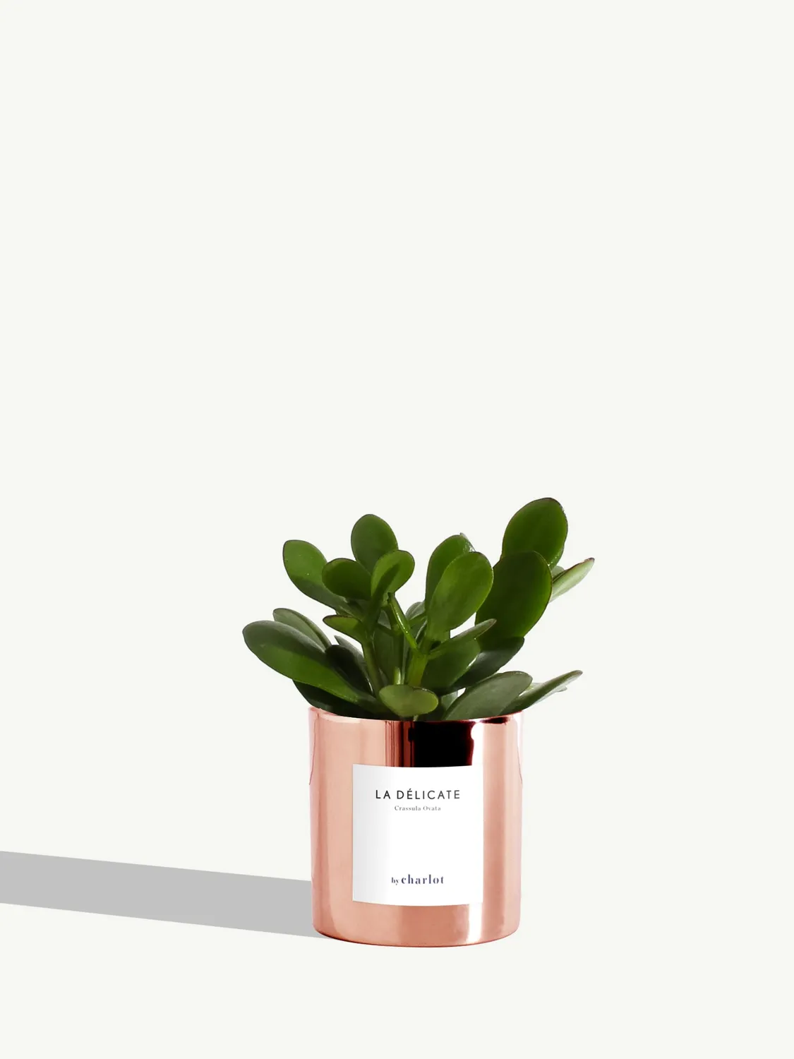 By Charlot La Délicate petite plante pot XS entretien facile