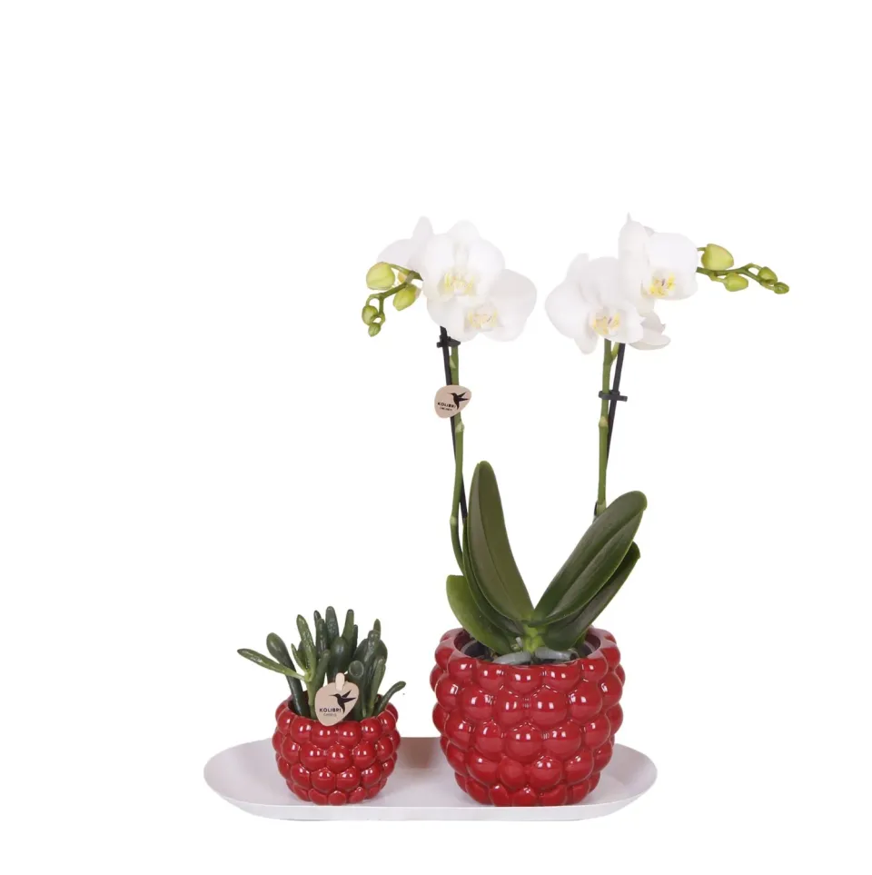 Plant and Stories Phalaenopsis blanche orchidée coffret bambou