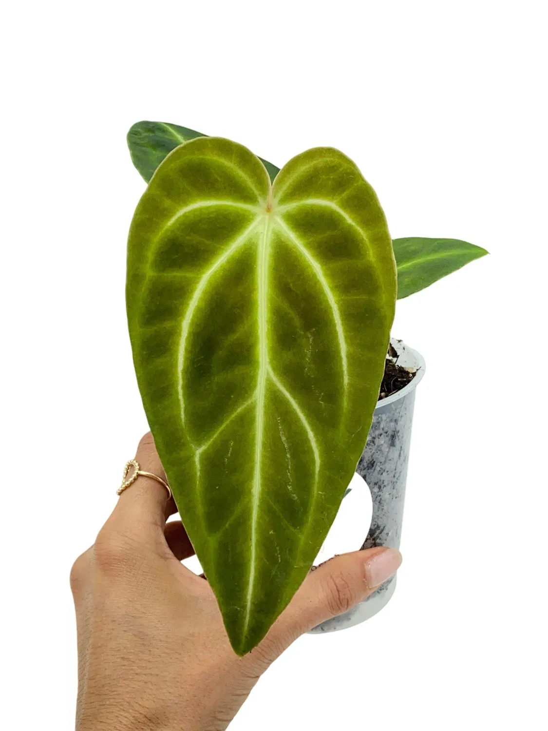 Plant and Stories Regale anthurium pot 6 cm nervures argentées