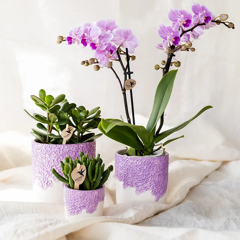Plant and Stories Vienna orchidée Phalaenopsis violette coffret cadeau