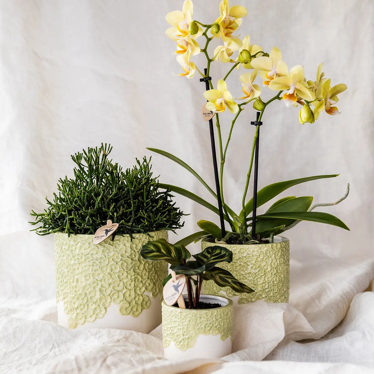 Plant and Stories Albenga orchidée jaune coffret 9 cm