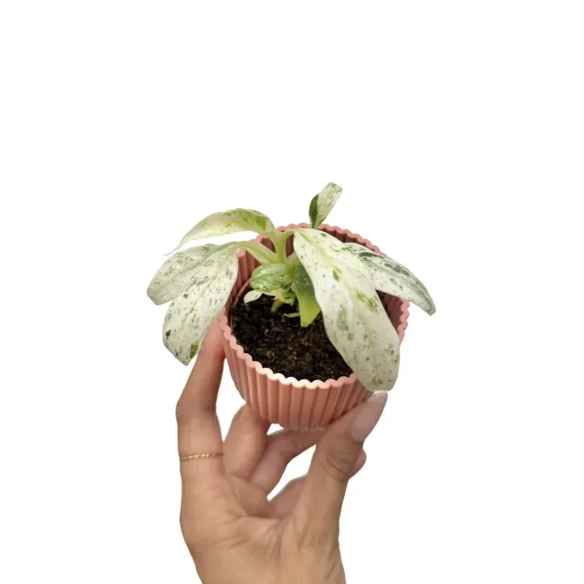 Plant and Stories Rhaphidophora Puberula Variegata plante pot 6 cm