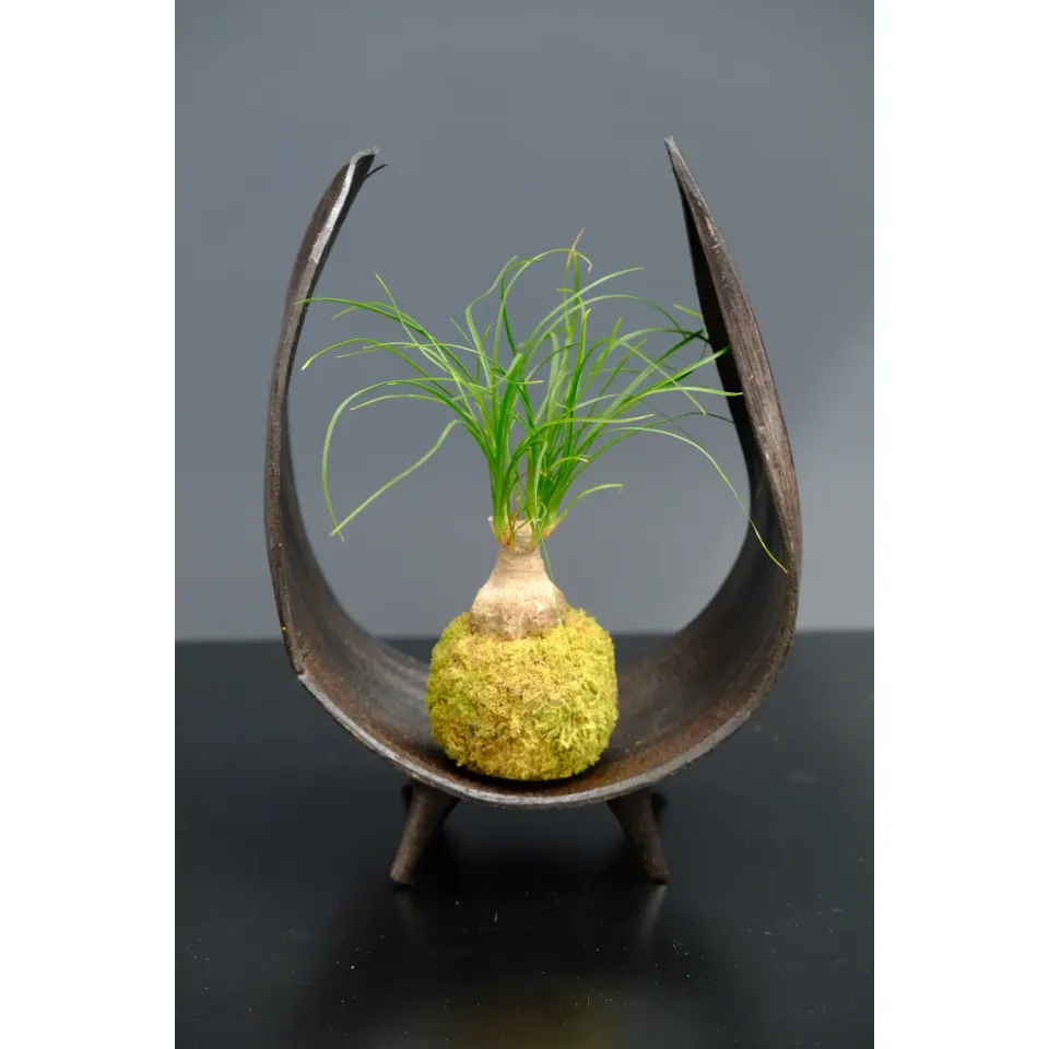Oh My Green Beaucarnea kokedama XS lumière vive