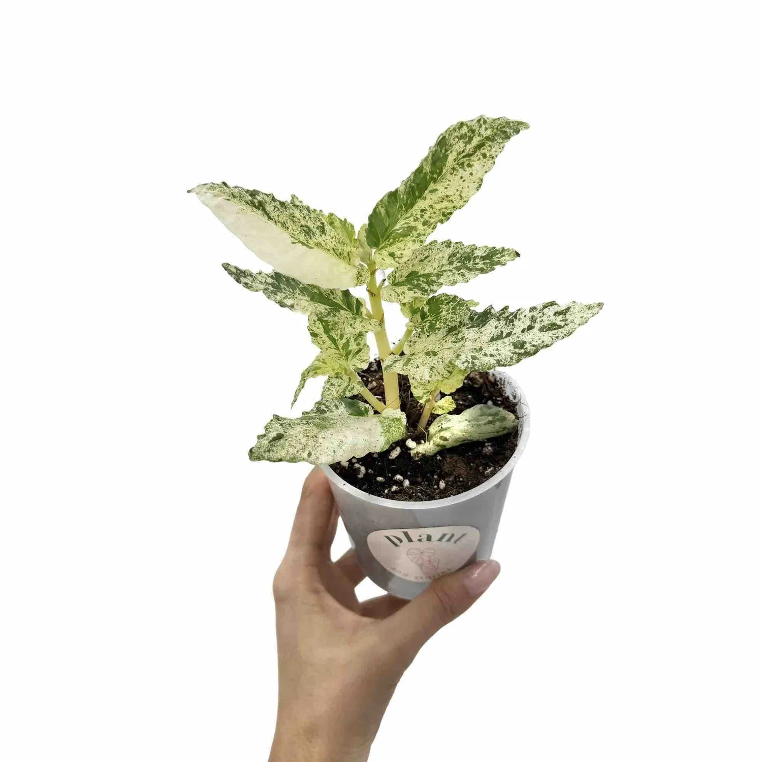 Plant and Stories Pellionia Repens Variegata plante pot 6cm nacrée