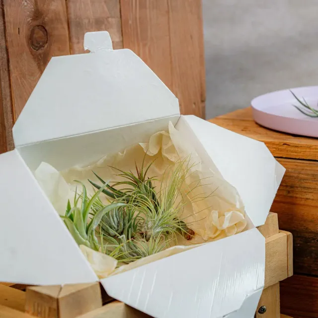 Airplantshop Mini Box coffret 10 tillandsias sans terre