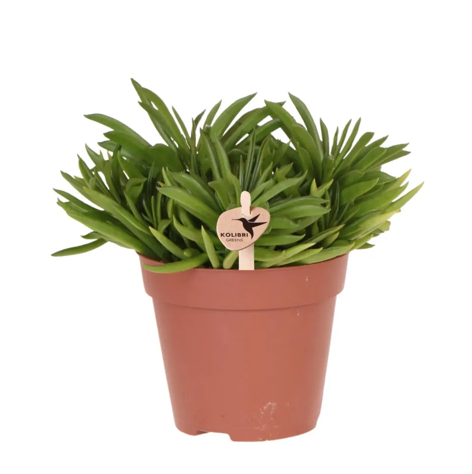 Plant and Stories Happy Beam succulente Sedeveria pot 12 cm verte