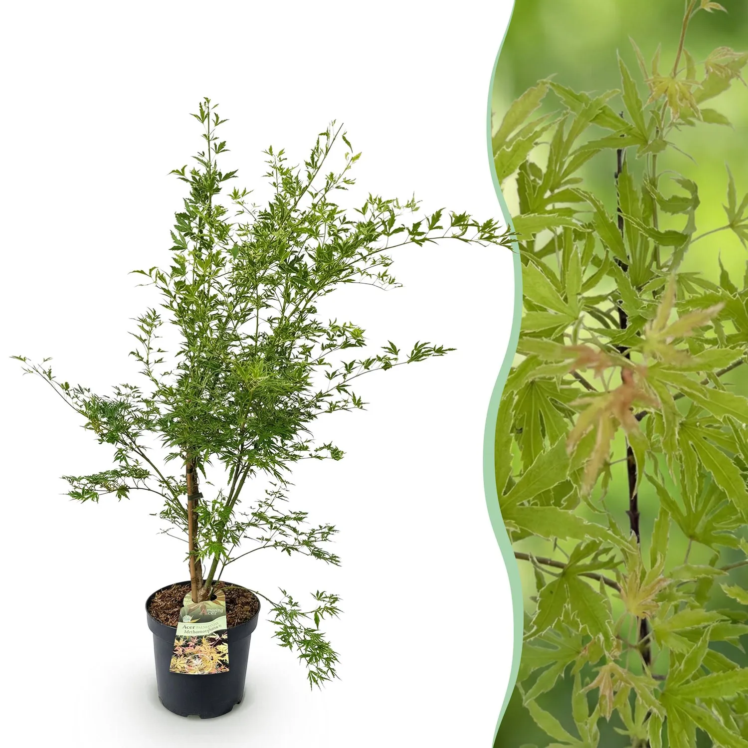 Plant and Stories Érable Methamorphosa pot 26 cm feuille rouge