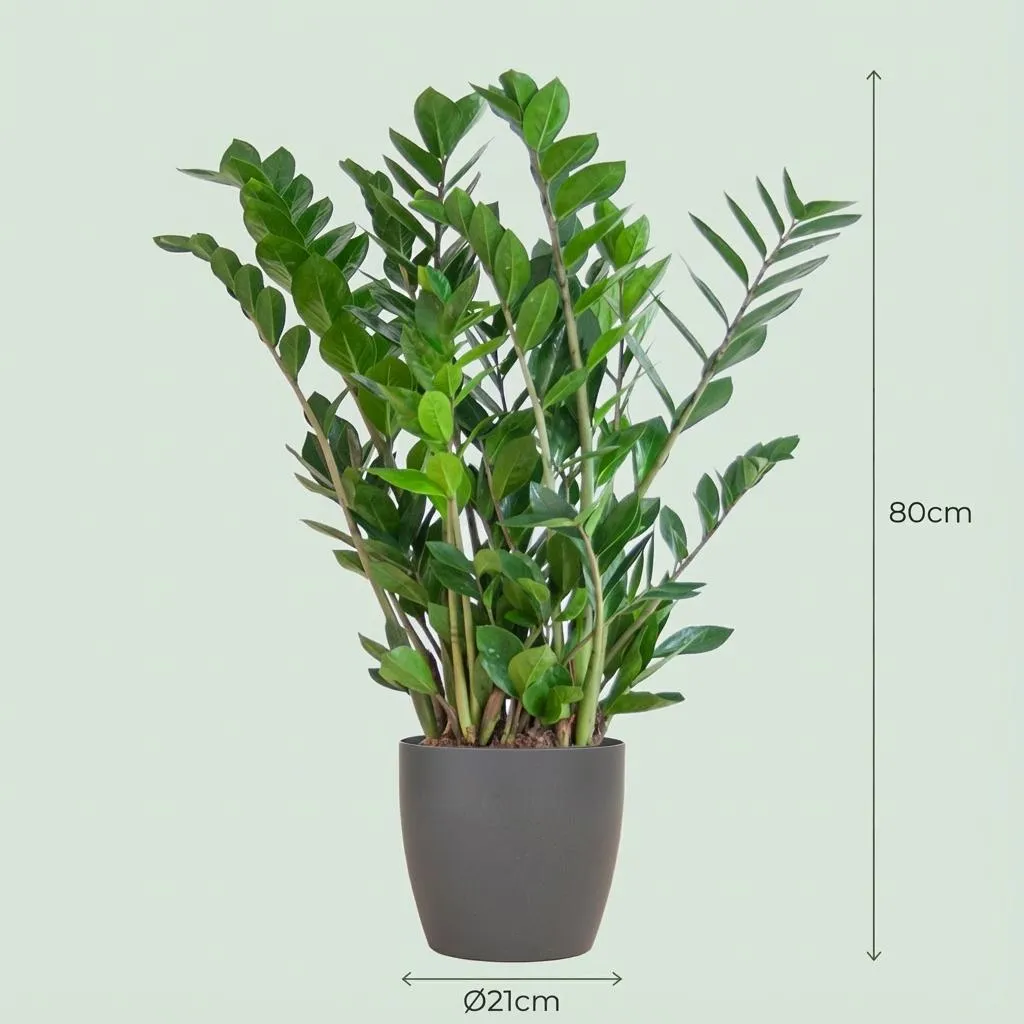 Plant and Stories Zamioculcas Zamiifolia plante 80 cm panier vernissé
