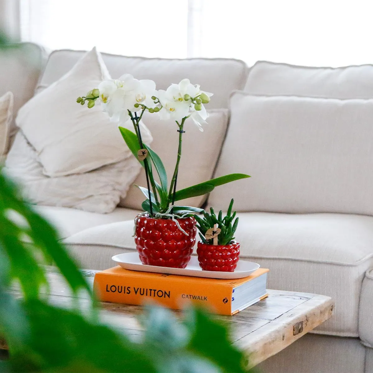Plant and Stories Phalaenopsis blanche orchidée coffret bambou