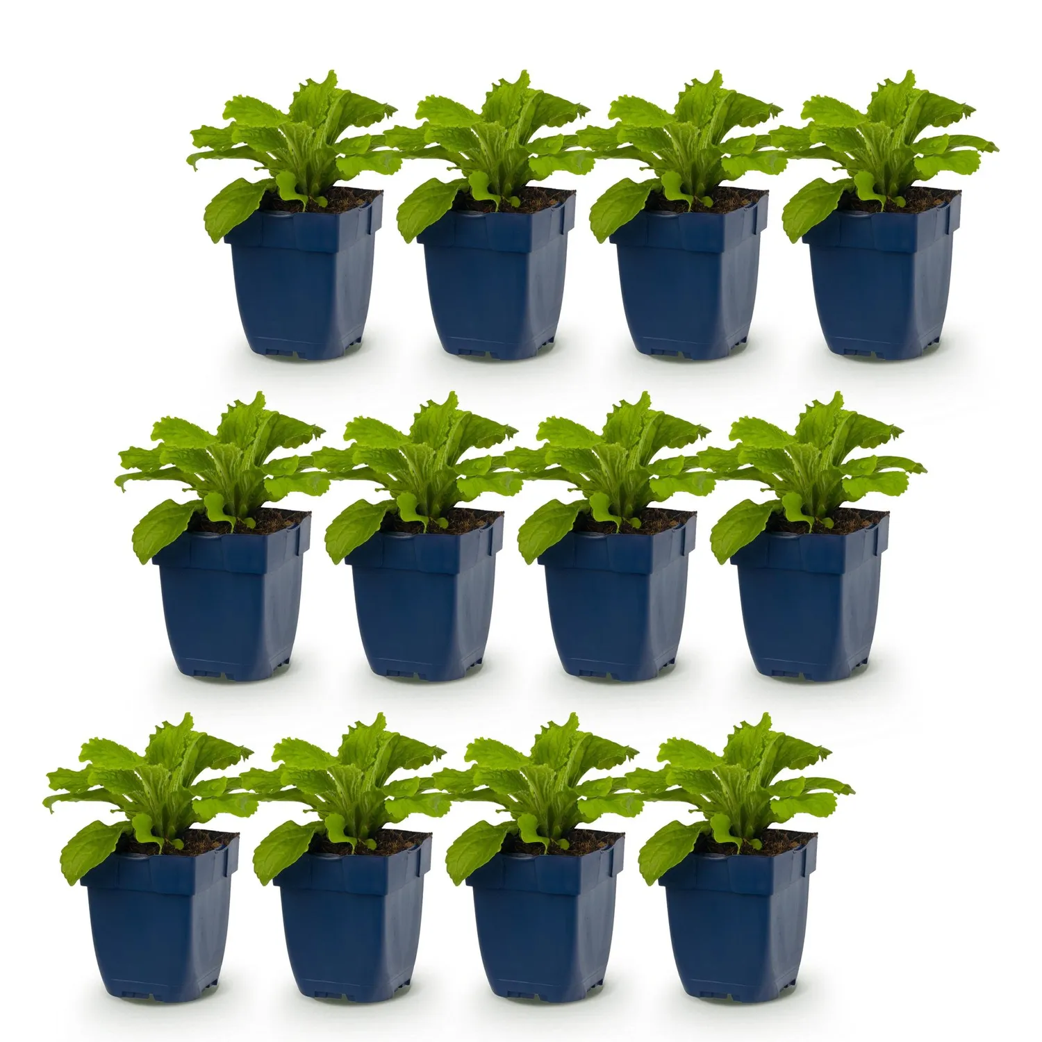Plant and Stories Digitale Dalmatian Purple vivace pot 11cm 1 plant
