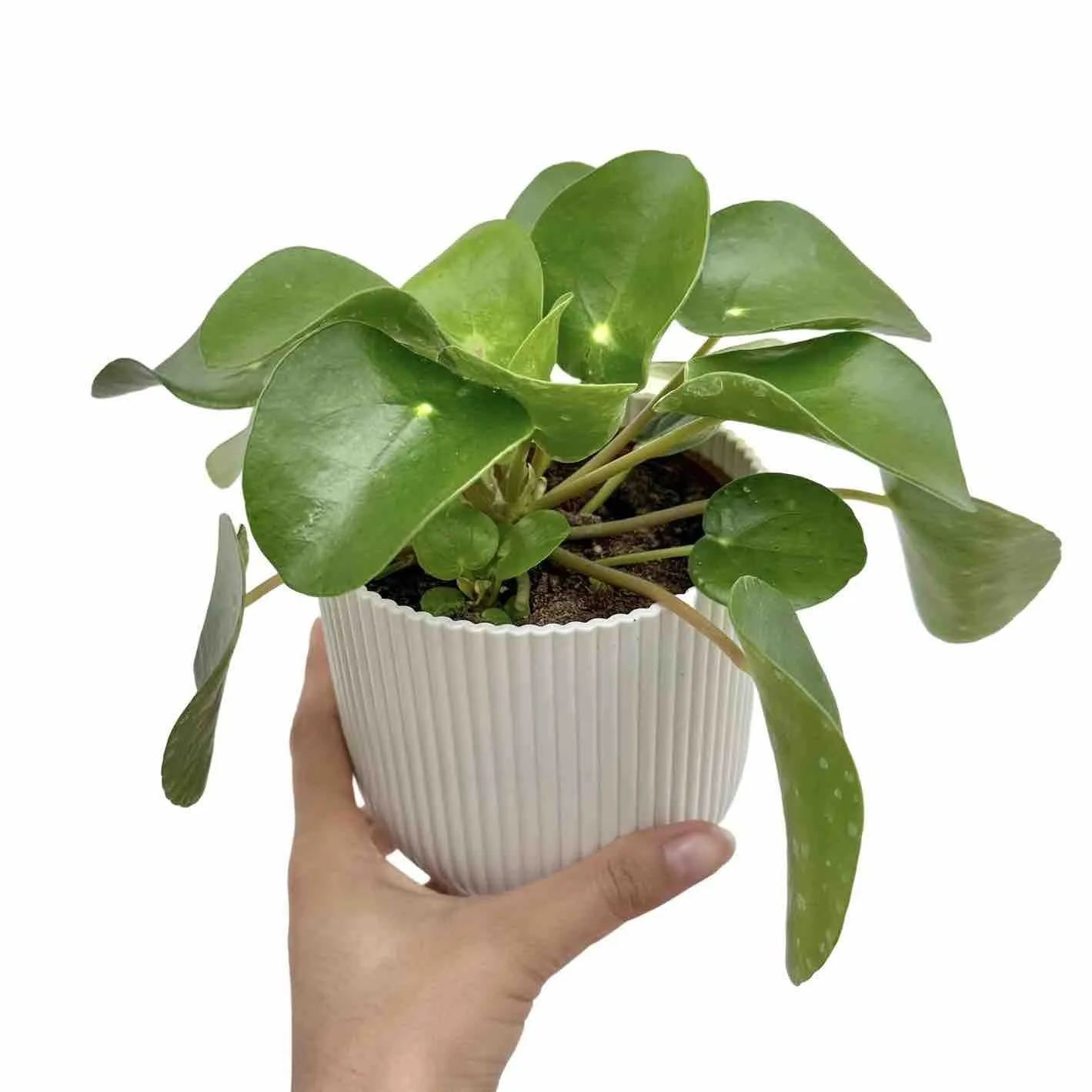 Plant and Stories Pilea Peperomioides plante pot 6 cm