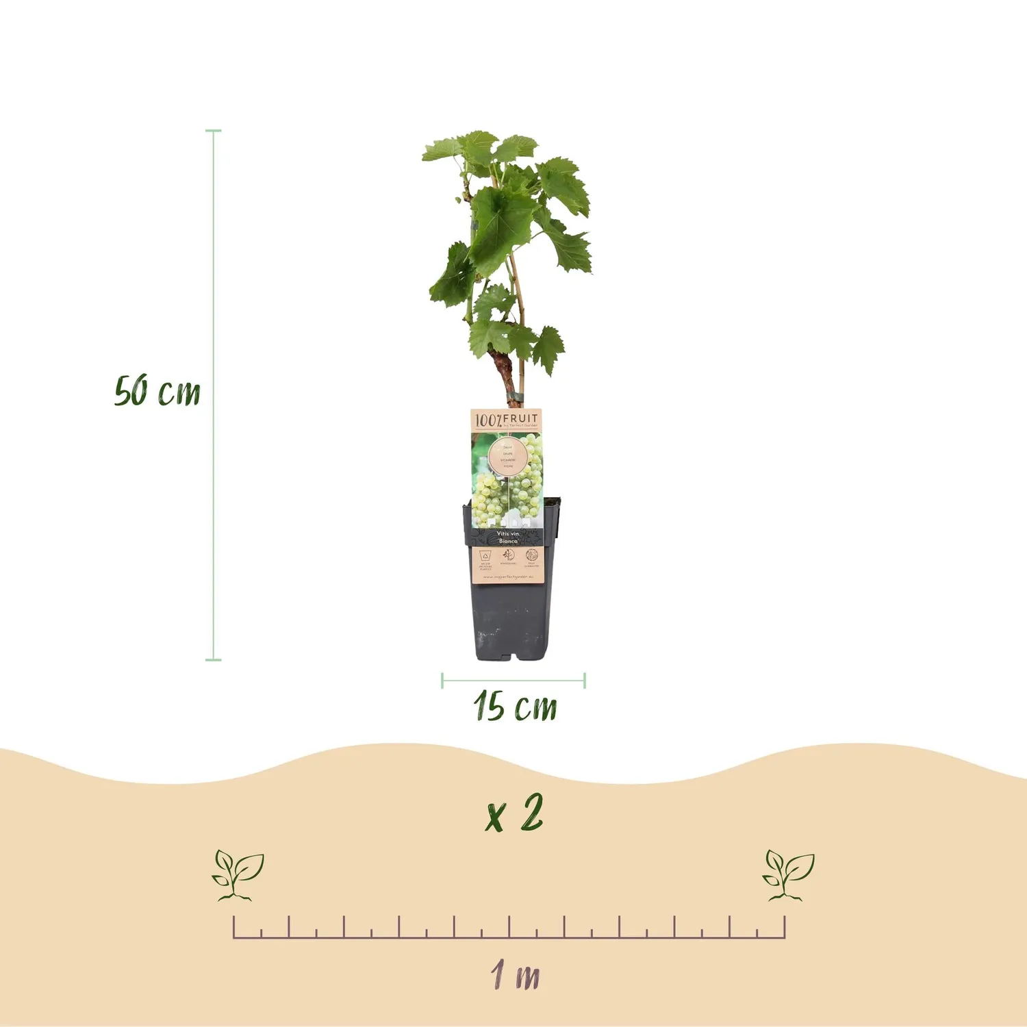 Plant and Stories Bianca vigne de table lot de 2 pot 15 cm