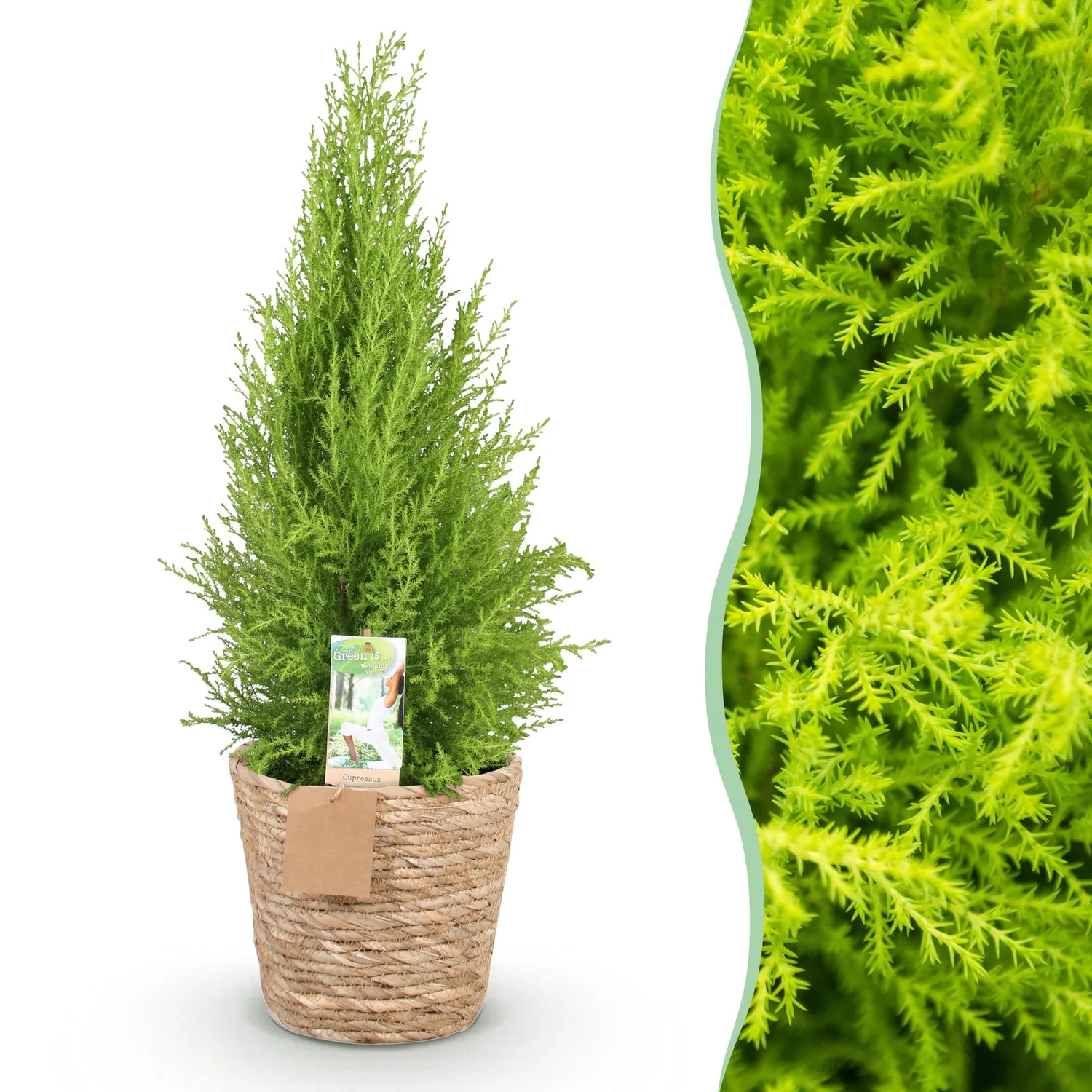 Plant and Stories Cupressus Gold Crest Wilma conifère pot 21cm 90cm