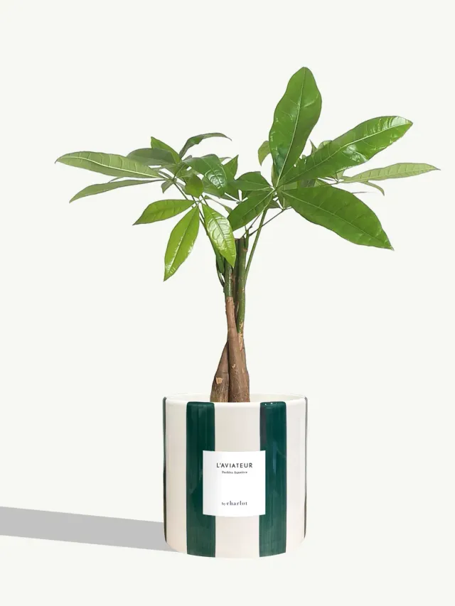 By Charlot L'Aviateur plante céramique rayé vert